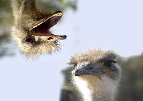 12.11.09_Luiz Bernardo Pericás_O sapo Gonzalo em O ovo do avestruz