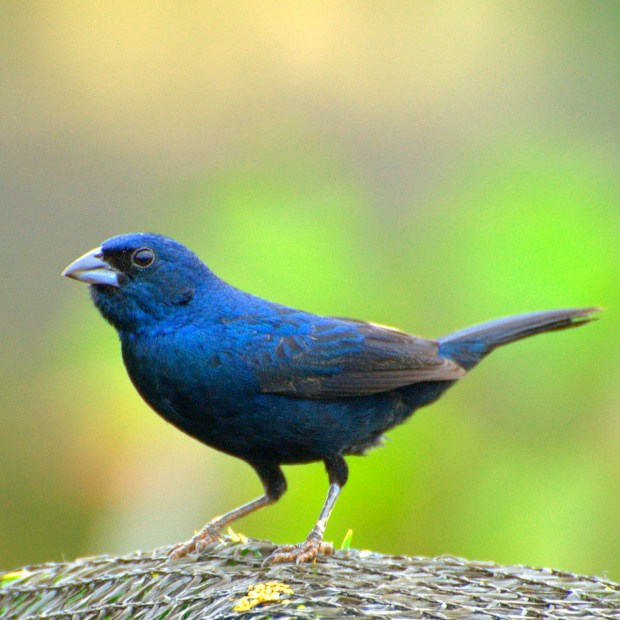 13.04.19_Pequenos crimes_Roniwalter Jatobá